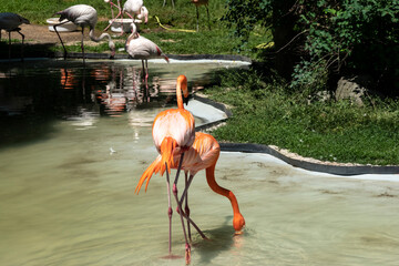 Flamingo activity in the pond