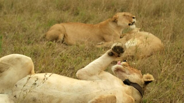 Three pregnant lionesses lie on a meadow of the African savannah in the wild, weary from the adversity of numerous midges