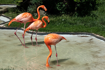 Flamingo activity in the pond