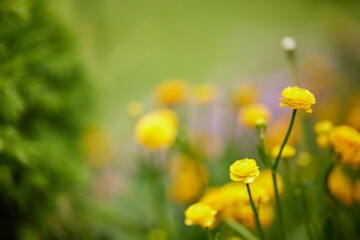 Blooming yellow ranunculus flower in sunny day