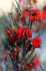 Vibrant red flowers of the Australian native Red Ochre Spider Flower, Grevillea bronwenae, family Proteaceae. Slender erect shrub endemic to sclerophyll forest of southwest Western Australia