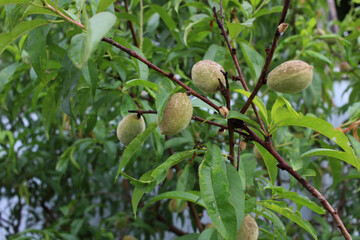 a green peach grows on a tree