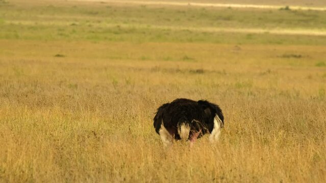 Rear view of an African ostrich feeding on the sunlit African savannah watching passing safari cars