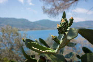 cactus near the ocean in Hydra Greece 