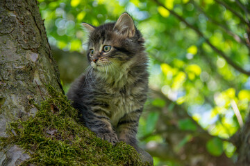 Naklejka na ściany i meble a cute little kittens climbing in the garden tree