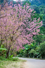 Pink Wild Himalayan cherry blossoms(Prunus cerasoides) blooming in winter at Inthanon Mountain ranges,Chom Thong, Chiang Mai,Northern Thailand.