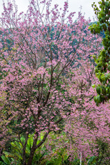 Pink Wild Himalayan cherry blossoms(Prunus cerasoides) blooming in winter at Inthanon Mountain ranges,Chom Thong, Chiang Mai,Northern Thailand.