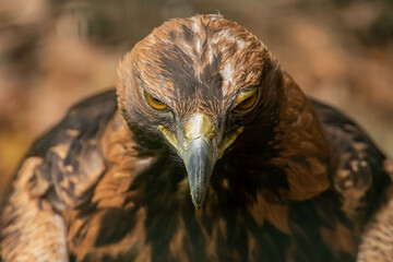 Eagle