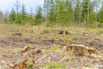 Deforestation, forest clearing,tree stumps and felled forest. Deforested area in a forest with cutted trees.