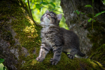 a cute little kittens climbing  in the garden tree