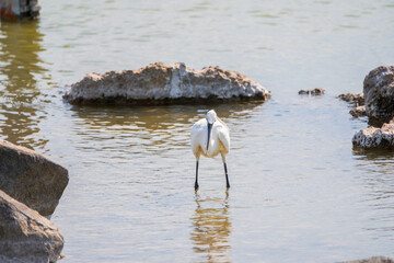 The small white heron or Little egret stands in the lake with fish in its beak.