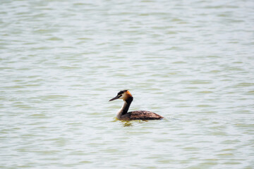 The waterfowl bird Great Crested Grebe swimming in the calm lake