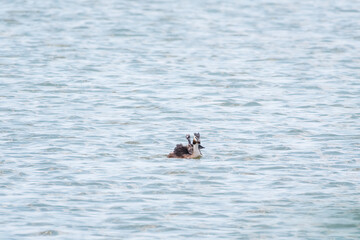 Naklejka premium The water bird Great crested Grebe, Podiceps cristatus, swimming in the lake, and its cute babies riding on its back