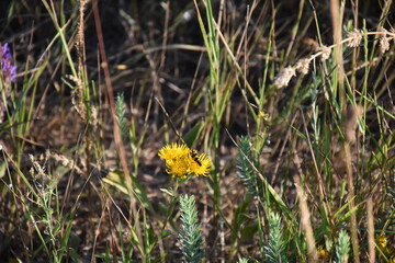 yellow flowers in the grass