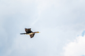 Black Cormorant flying in blue sky. The great cormorant, Phalacrocorax carbo