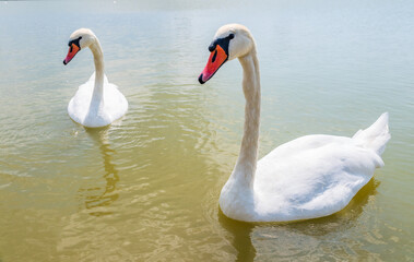 Obraz premium Two Graceful white Swans swimming in the lake, swans in the wild