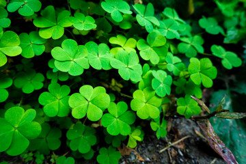 A close up shot of three leaf clover in an Indian field.