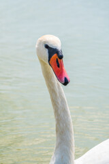 Fototapeta premium Portrait of a graceful white swan with long neck on blue water background.