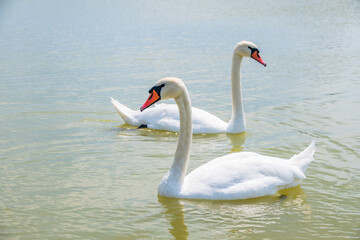 Two Graceful white Swans swimming in the lake, swans in the wild