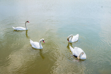A large flock of graceful white swans swims in the lake., swans in the wild