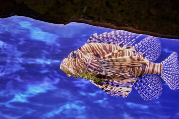 Zebra lionfish or zebra fish or striped lionfish lat. Pterois volitans is a species of ray-finned fish of the scorpion family in an aquarium on a blue background
