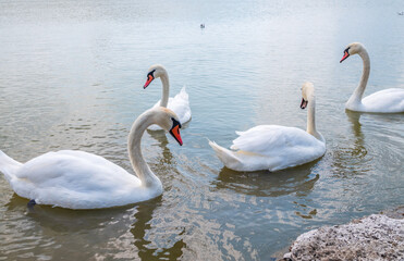 Fototapeta premium A large flock of graceful white swans swims in the lake., swans in the wild