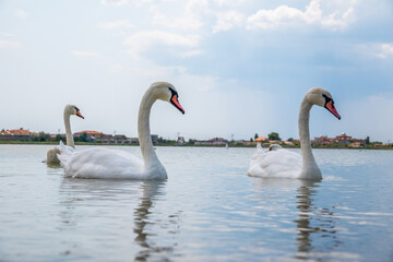 Fototapeta premium A large flock of graceful white swans swims in the lake., swans in the wild