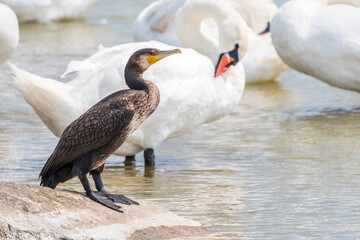 Great cormorant stands among white swans on the lake shore