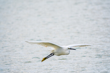 The flight of the little egret or Small White Heron.