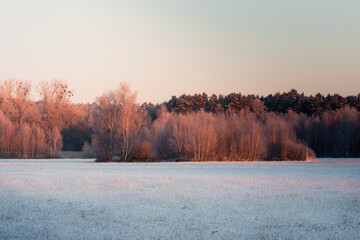 Beautiful meadow at sunset. Frozen meadow, winter period, frozen, frosted plants in the light of...