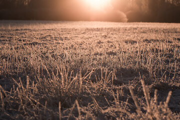 Beautiful meadow at sunset. Frozen meadow, winter period, frozen, frosted plants in the light of...
