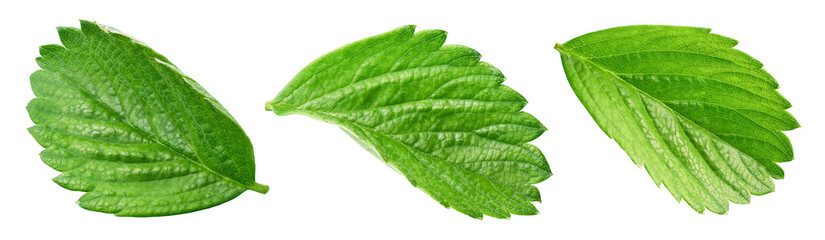 strawberry leaf isolated on white background