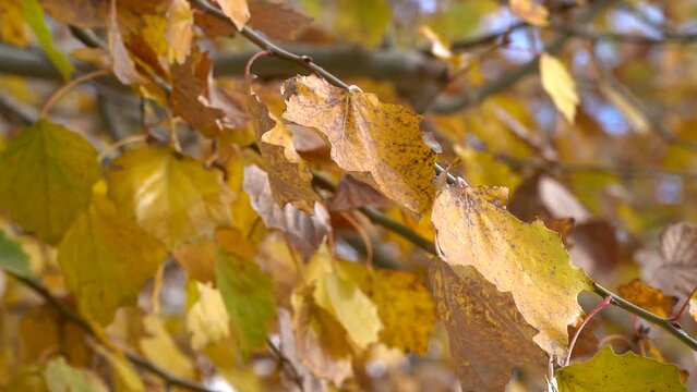 Slow-motion closeup of yellow silver poplar autumn leaves moved by the wind