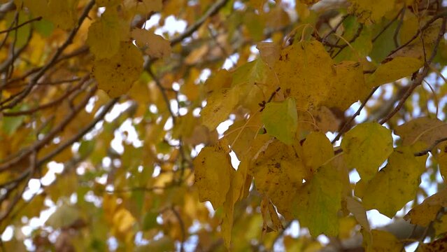 Slow-motion closeup of yellow silver poplar autumn leaves moved by the wind