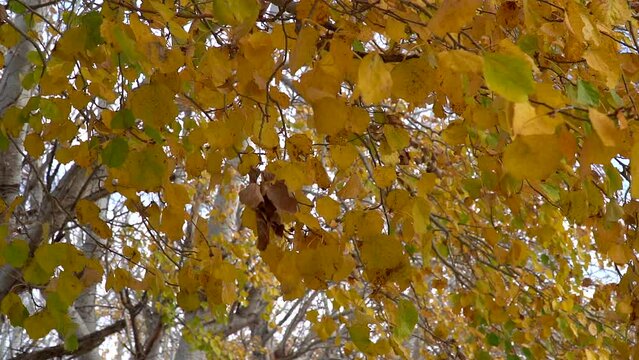 Low angle, slow-motion shot of yellow silver poplar autumn leaves moved by the wind