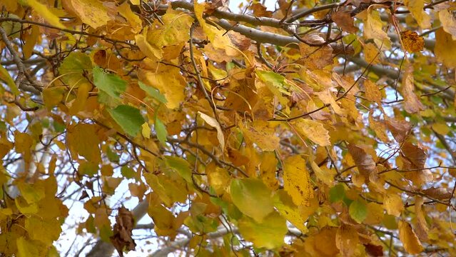 Slow-motion medium shot of yellow silver poplar autumn leaves moved by the wind