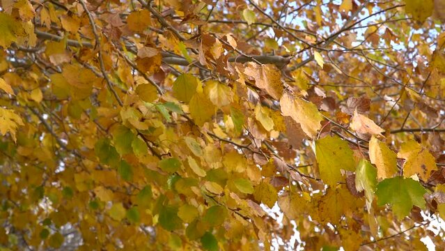 Medium slow-motion shot of yellow silver poplar autumn leaves moved by the wind