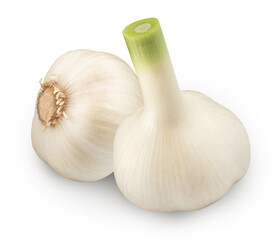 fresh garlic isolated on white. the entire image in sharpness.