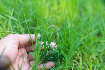 close up of green leaves, green natural background.