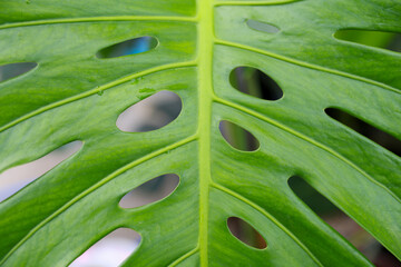 Fototapeta na wymiar close up of green leaves, green natural background.