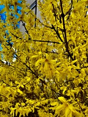 Naklejka na ściany i meble Beautiful bush with yellow flowers. Spring nature.