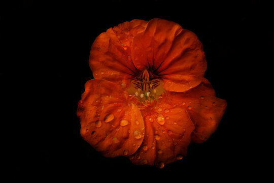 Nasturtium flower. Capuchina.Brassicaceae family.Edible plant.