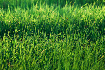 Dense meadow grass illuminated by the summer sun, green carpet of wild grass, natural texture