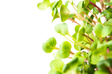 Fototapeta na wymiar Vegetable greens of pink radish, useful microgreen close-up on a white background, organic food
