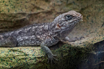 Madagascar Iguana or Madagascar swift or Merrem's Madagascar swift (Oplurus cyclurus)