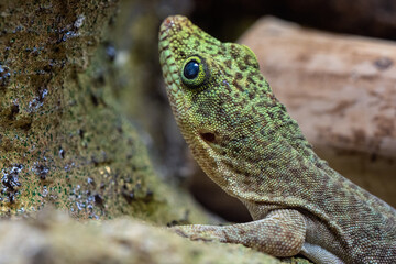 Standing's day gecko, Phelsuma standingi