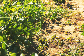 Green peas field on a sunny day.Summer season.