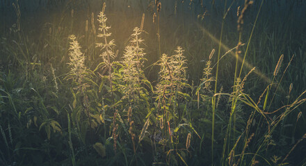 Sunlit meadow grass nettle close-up at sunset. Soft focus. Toned image.