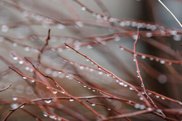 雨の日に枝にたくさんの水玉がついた