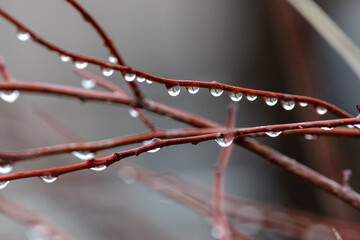 雨の日に枝にたくさんの水玉がついた